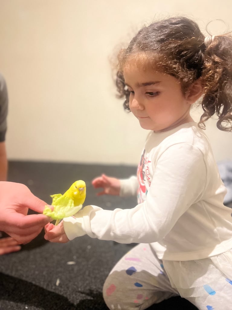 Canaries and budgies 