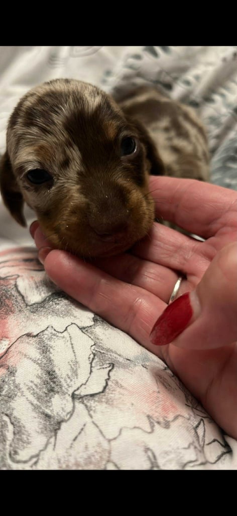 Dachshund baby boy
