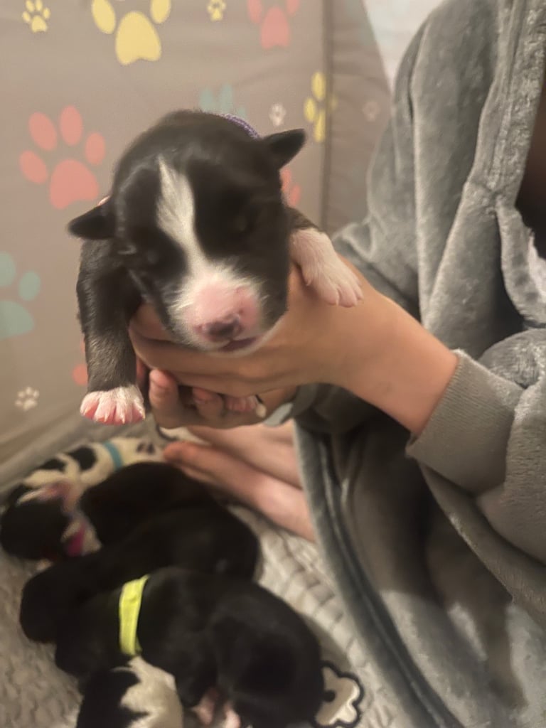 Borsky puppies !! SOLD SOLD !!