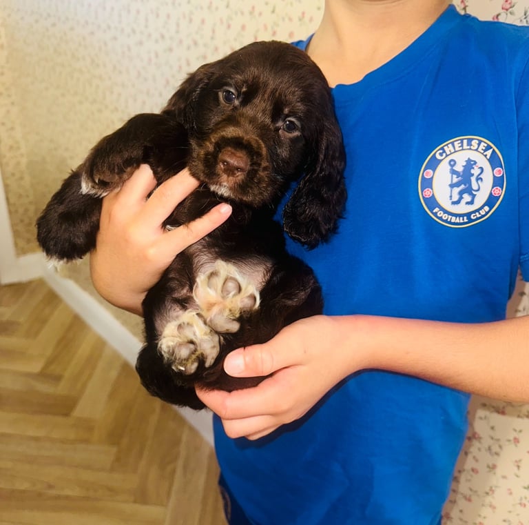 Beautiful cocker spaniel puppies 