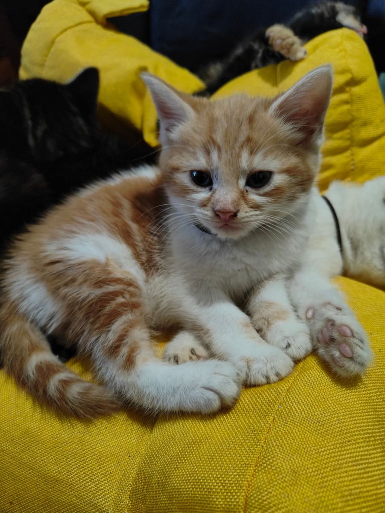 6 very gorgous and playfull kittens for sale