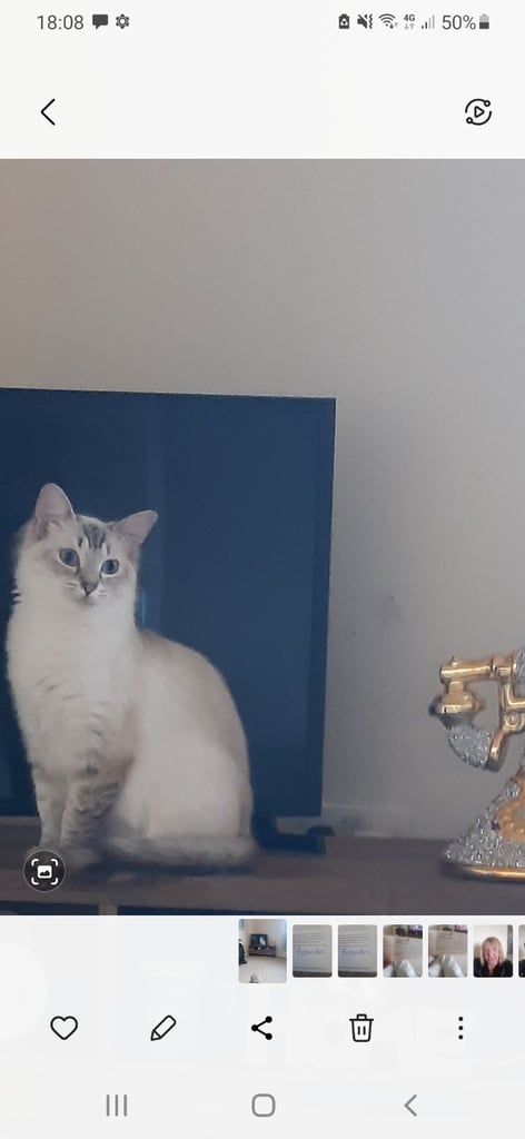 Pure ragdoll kittens. 