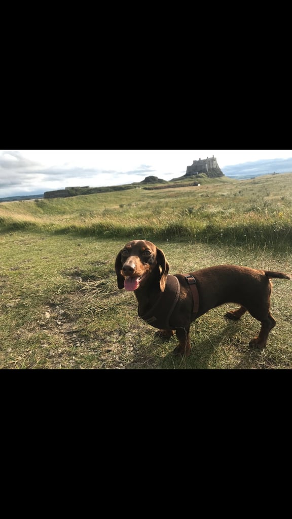 3 Pedigree miniature smooth dachshund puppies available now- £950 each 