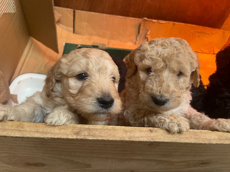 Labradoodle Puppies For Sale