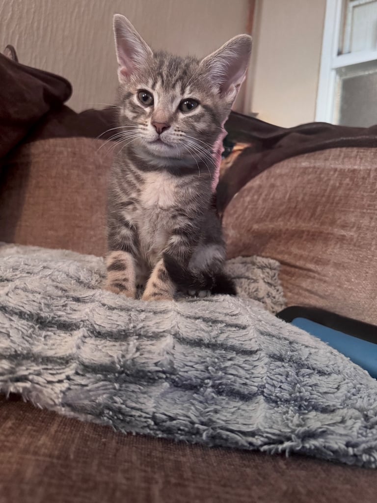 image for 12 week old kitten for sale