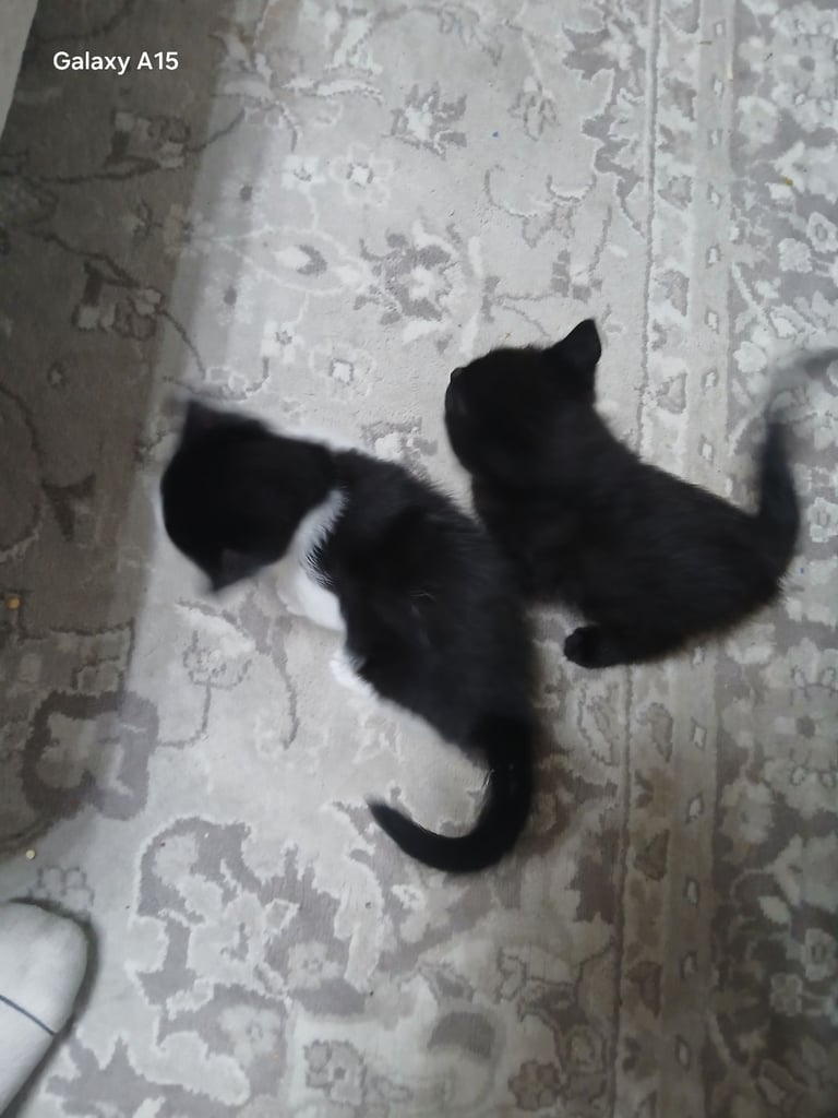 Beautiful mixed black and white ragdolls