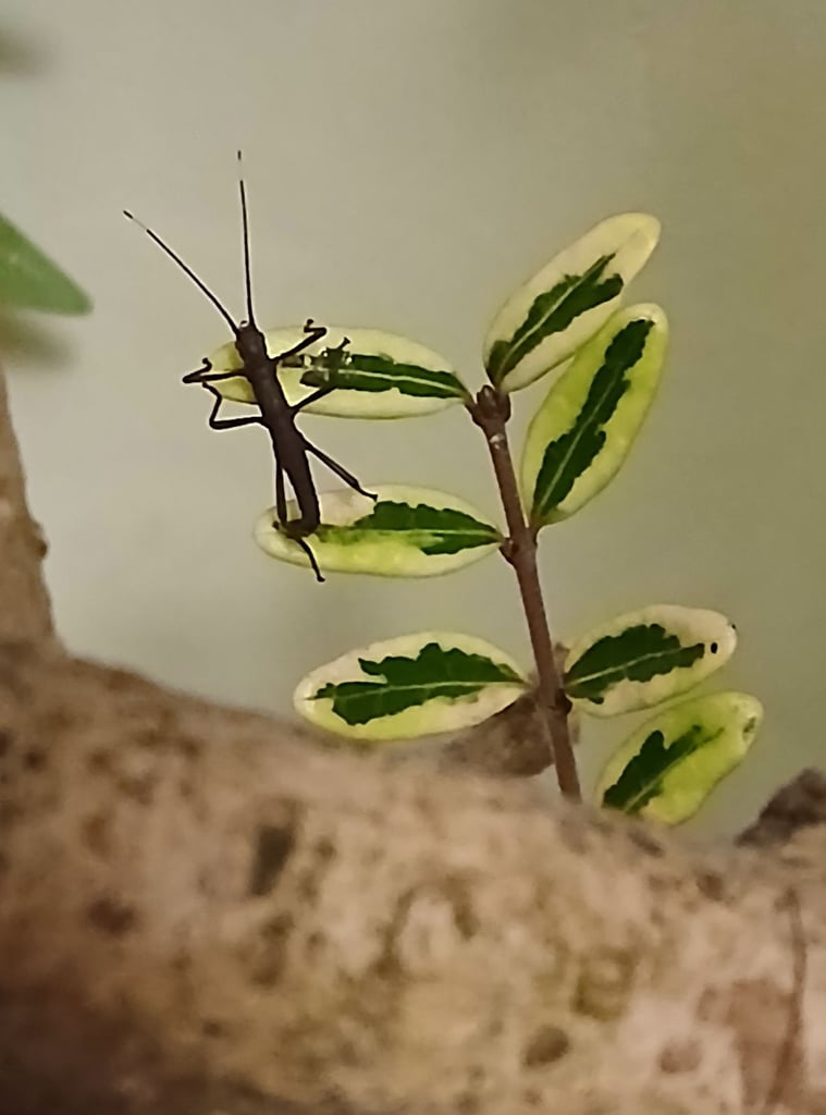 Black Beauty stick insect nymphs and ova looking for a good home