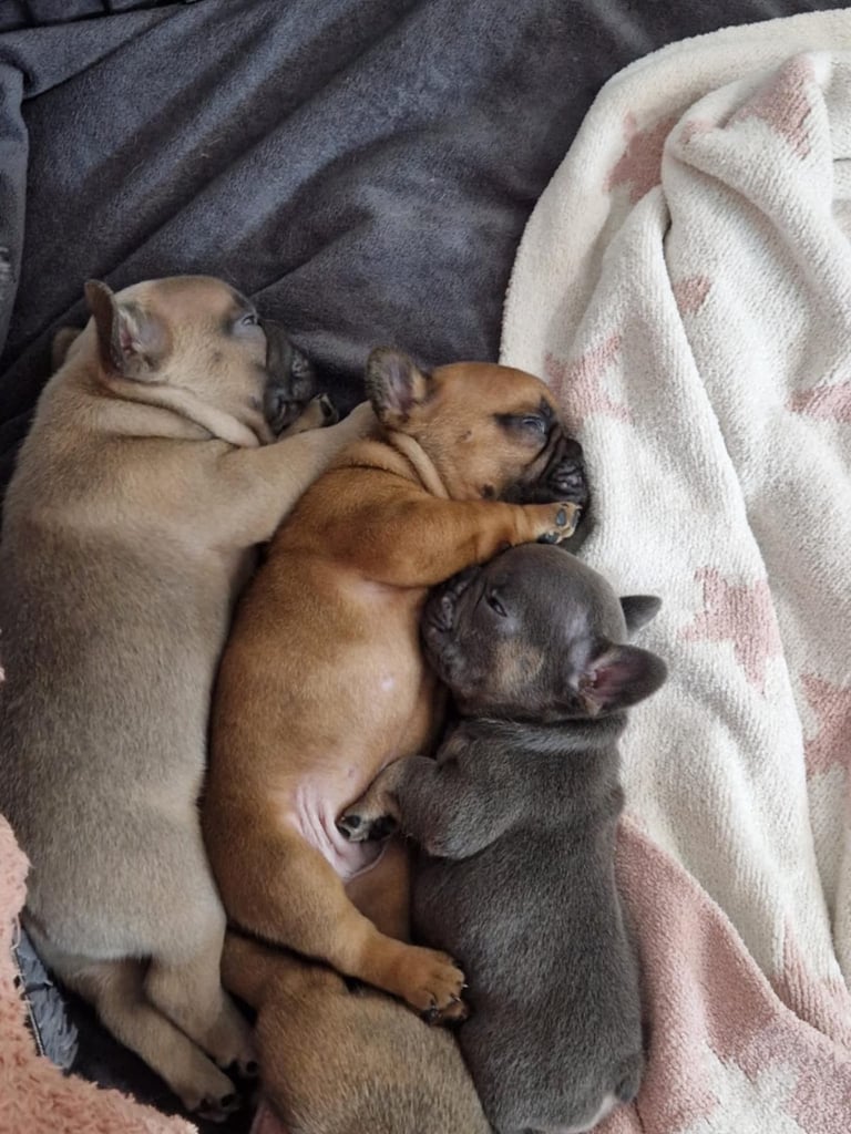 Full pedigree French bulldog puppies
