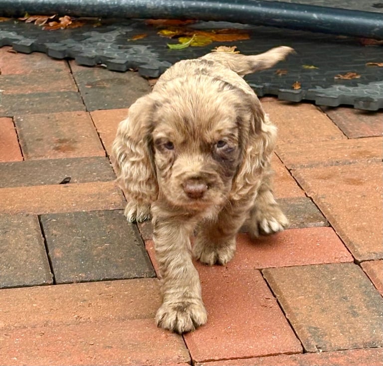 Beautiful show type cocker spaniel puppies 
