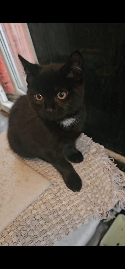 image for British short Hair