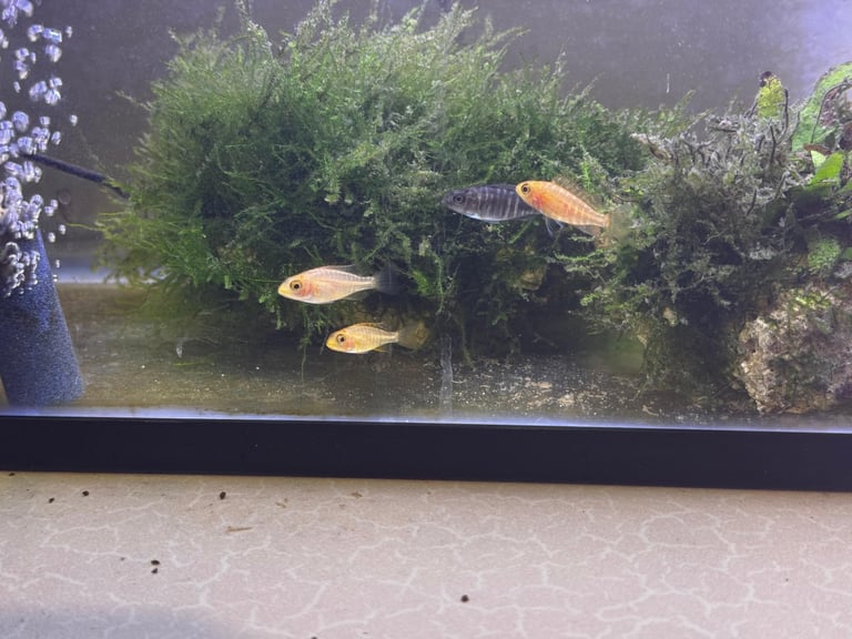 Dragon Blood Peacock Mix Cichlid Fish Fry
