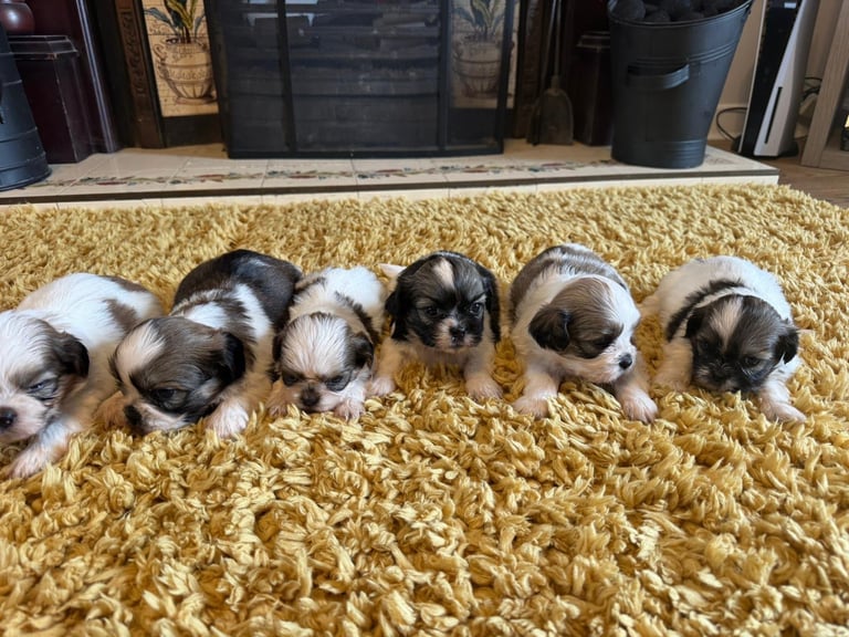 8 week old Shih Tzu puppies 
