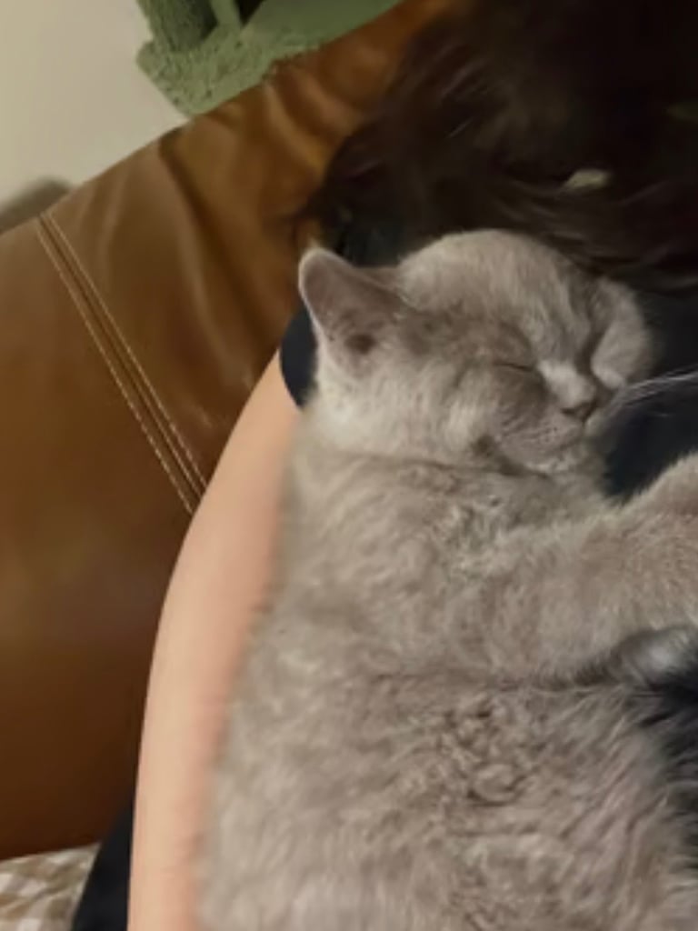 British Shorthair Kitten for Sale (Male)