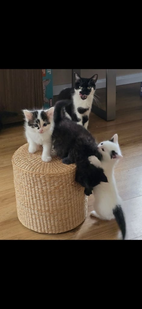 image for Kittens 