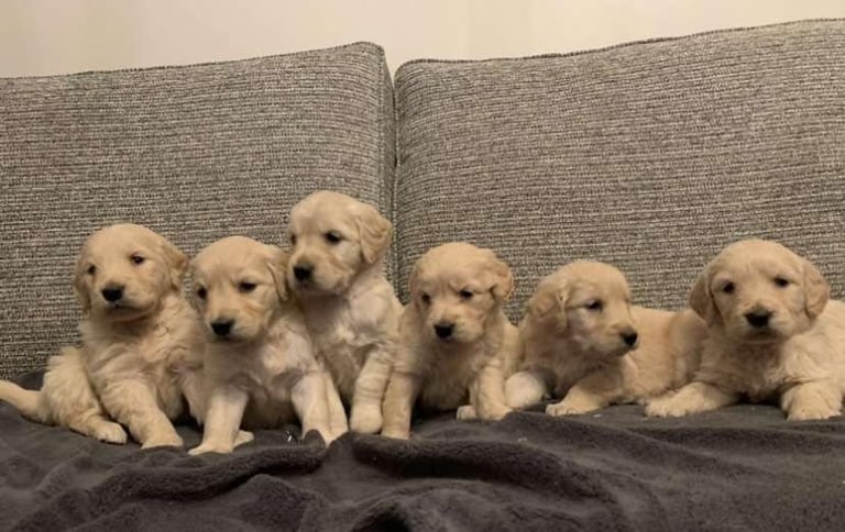 Pure Bred Golden Retriever Pups