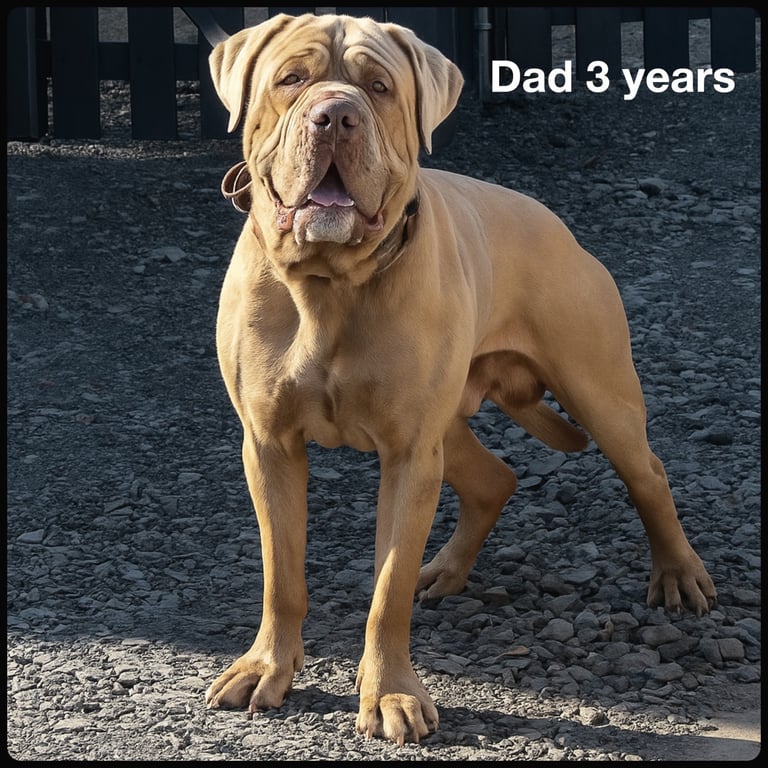 Neapolitan Mastiff X Cane Corso