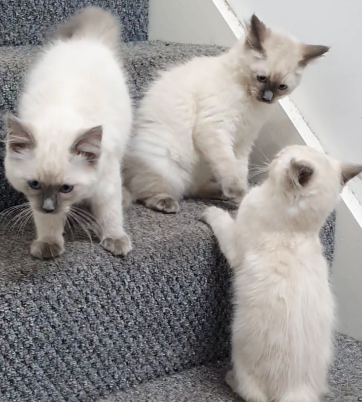 Ragdoll kittens for sale 