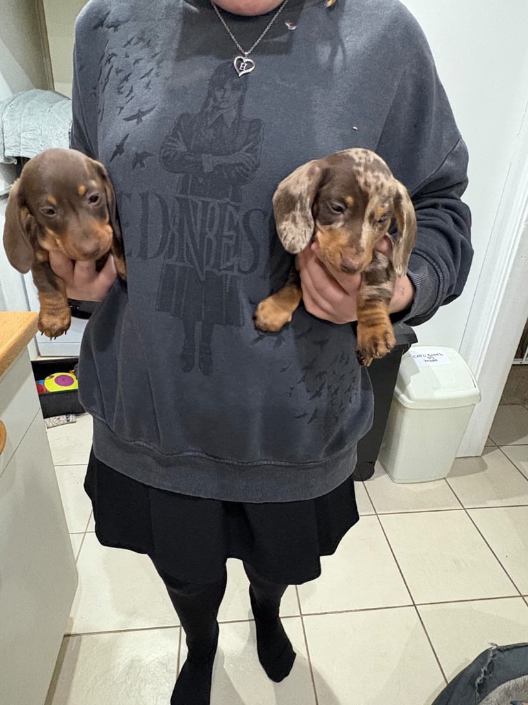 Smooth Haired Dachshunds 