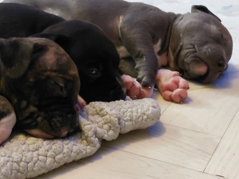 Bully pups for sale