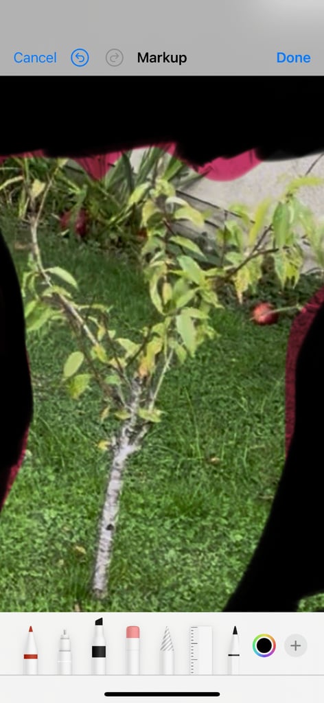 Peach tree