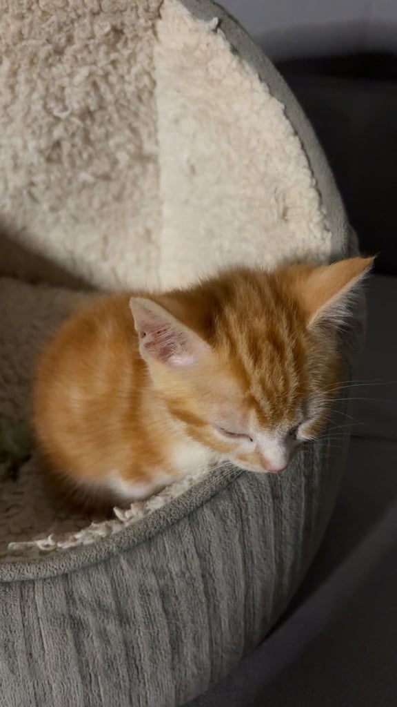 8 week old Ginger kitten ready to leave!