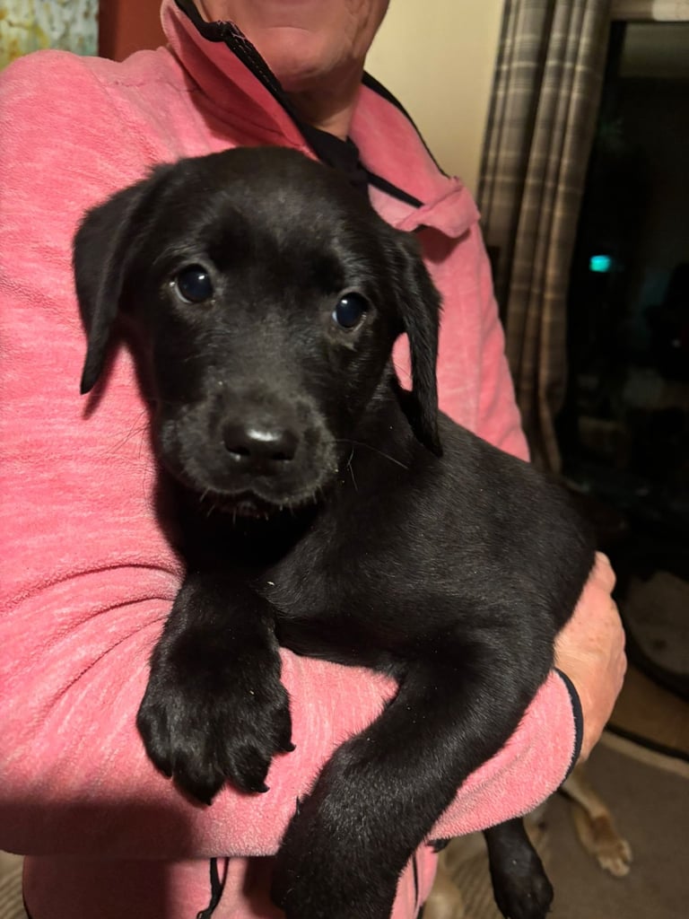 🐾 Labrador puppies - One black boy left
