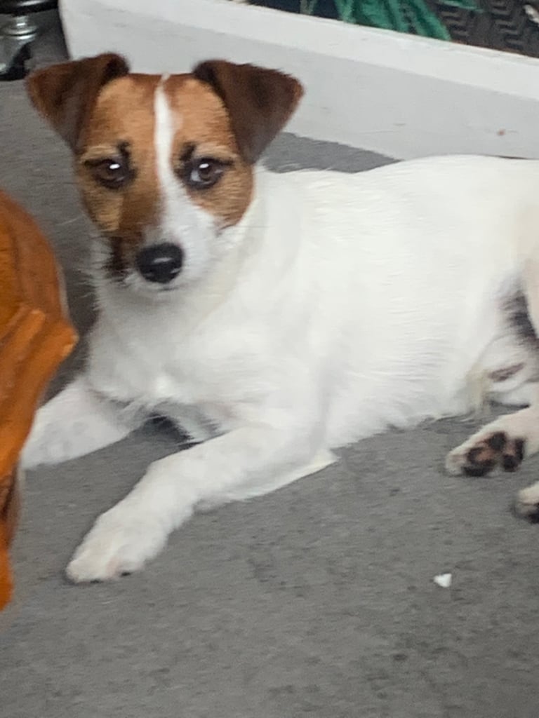 2 year old Jack Russell