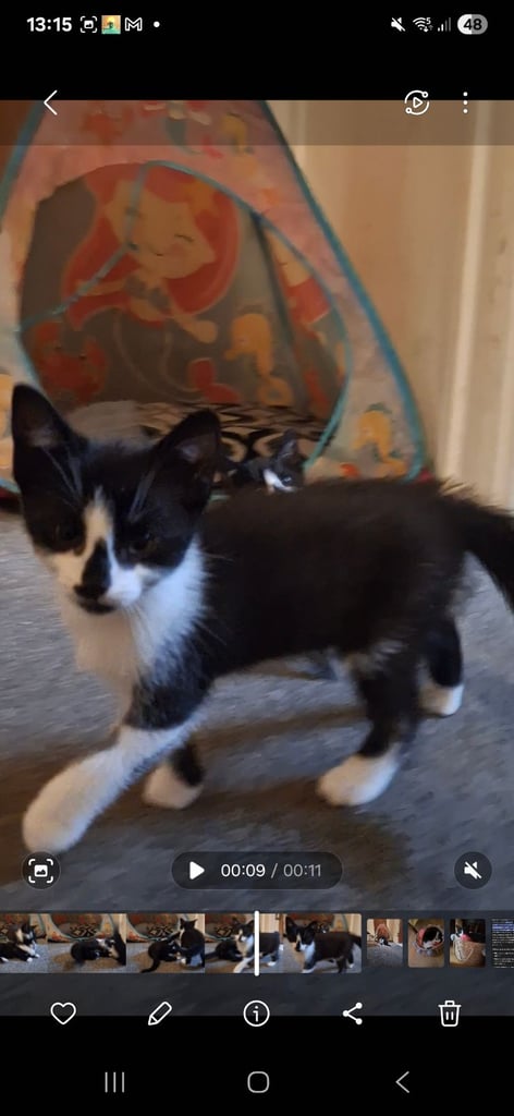 1 female kitten ready to leave can deliver too