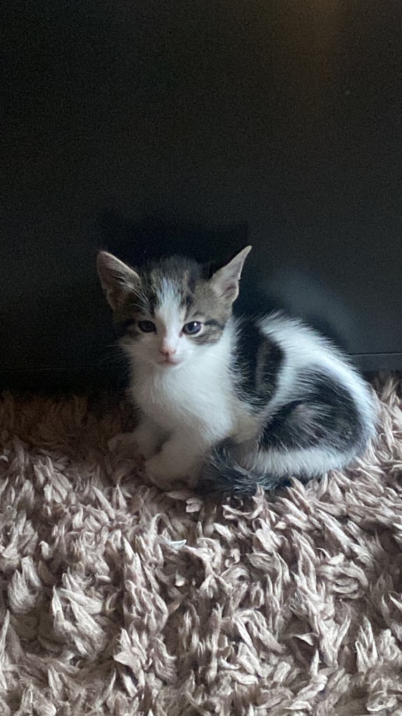 2 beautiful boys left  (Now 2 available)