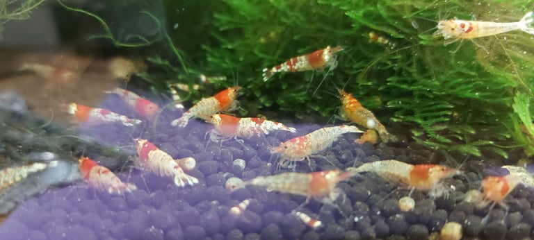 Crystal red shrimp