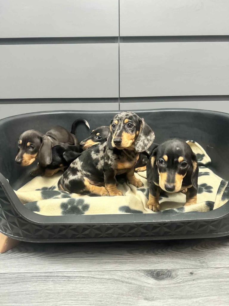 Dachshund 
