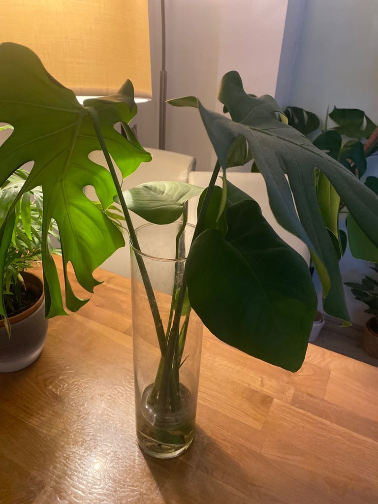 Plants in glass vase