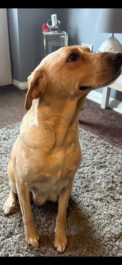 LABRADOR  PUPPIES READY FOR VIEWING