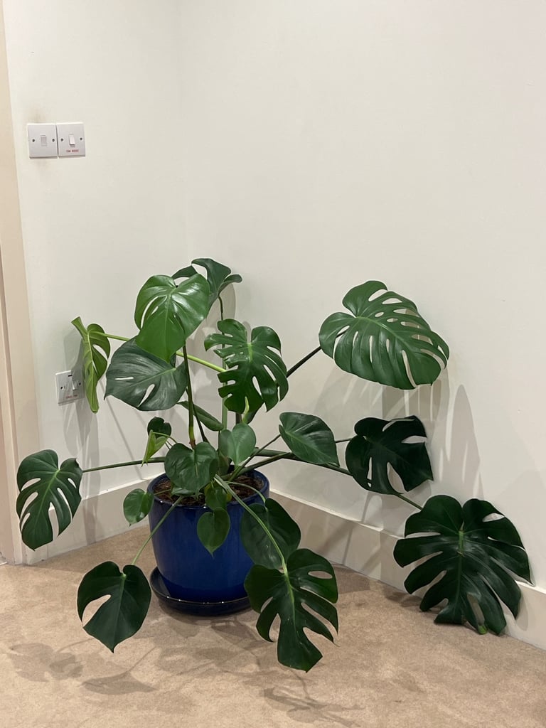 Extra large Monstera house plant 