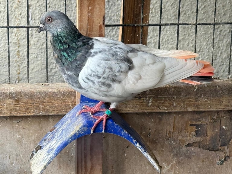 image for Fancy pigeons 
