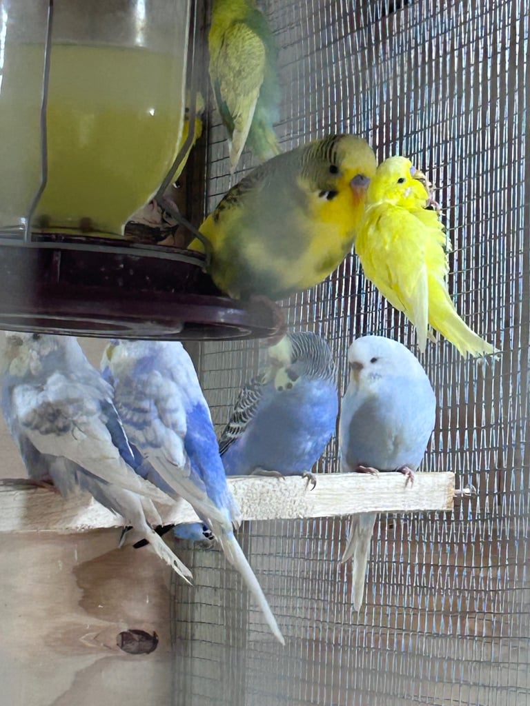 Beautiful baby budgies