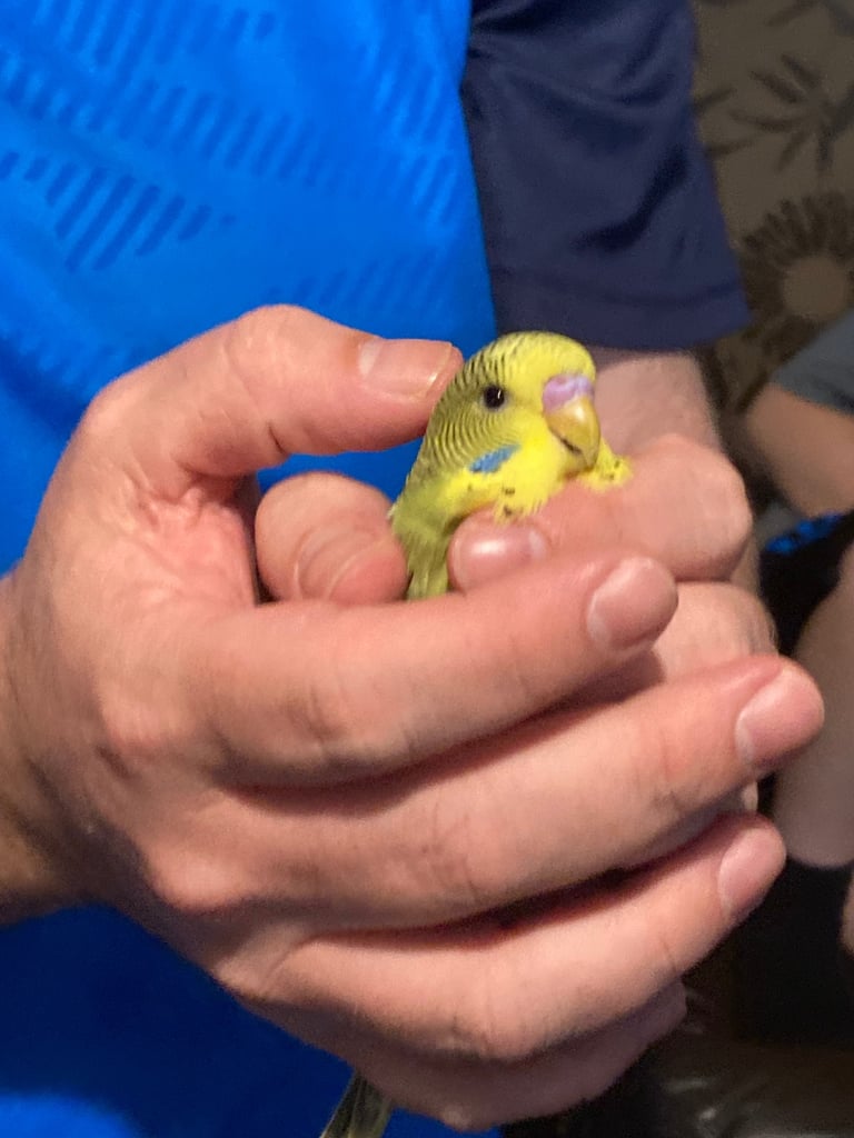 Baby budgies 8 week old 