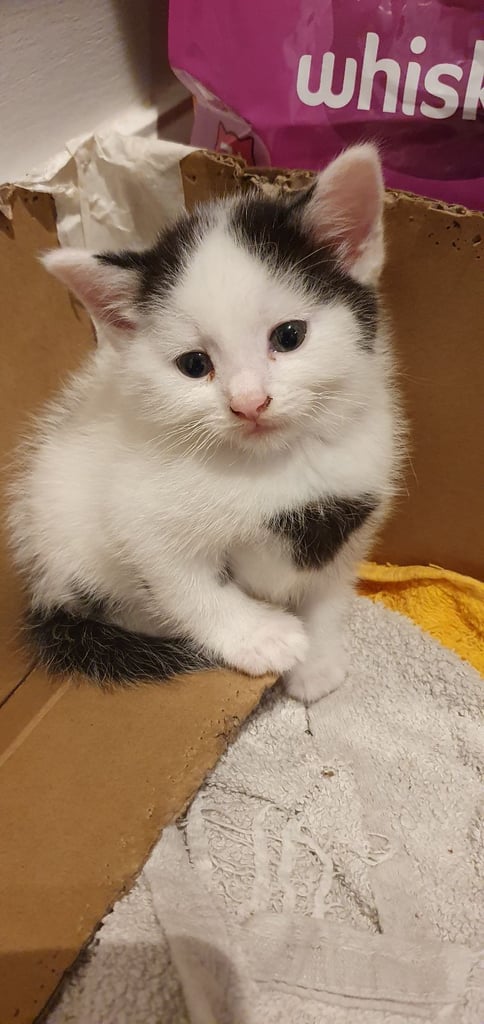 Kittens for Sale £60