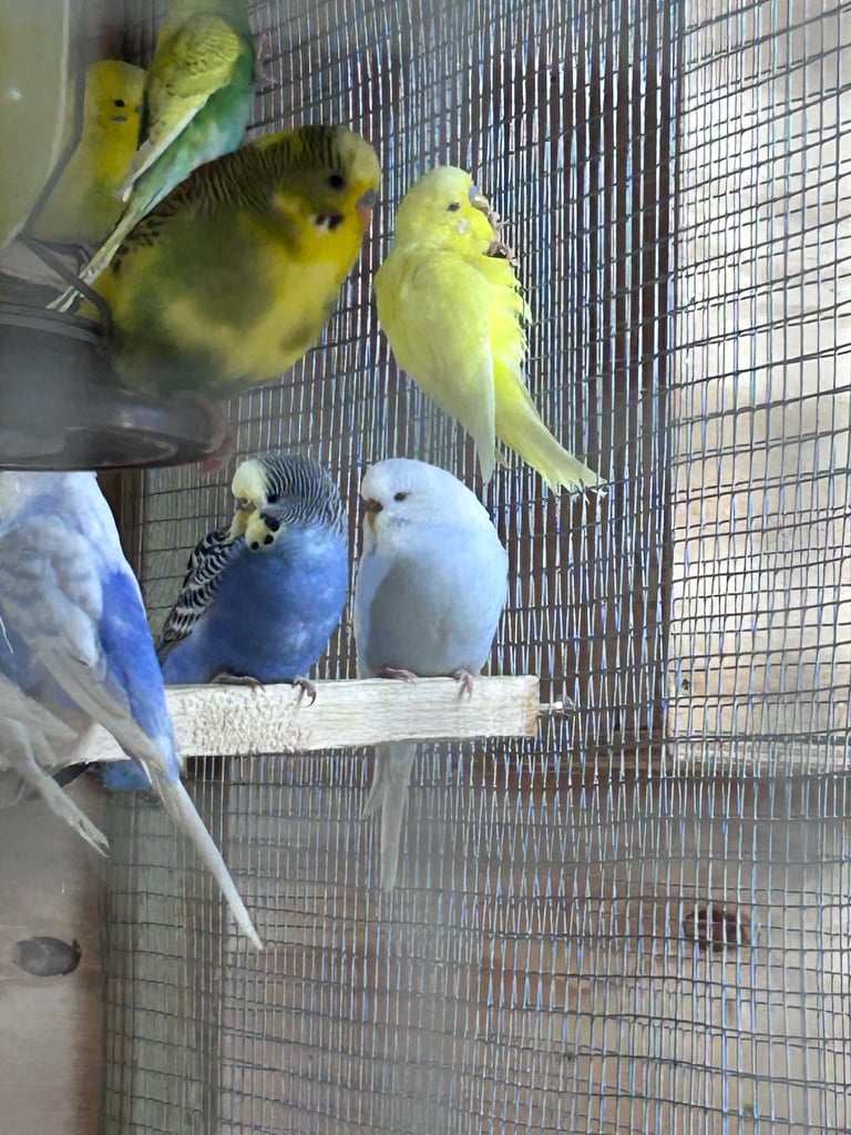 Beautiful baby budgies