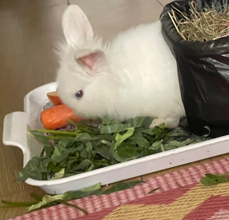 Selling Beautiful Blue eyed baby bunnies in pairs! Manchester based