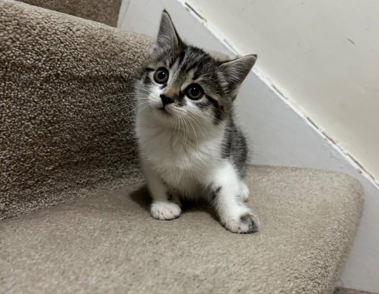 Domestic shorthair kitten 
