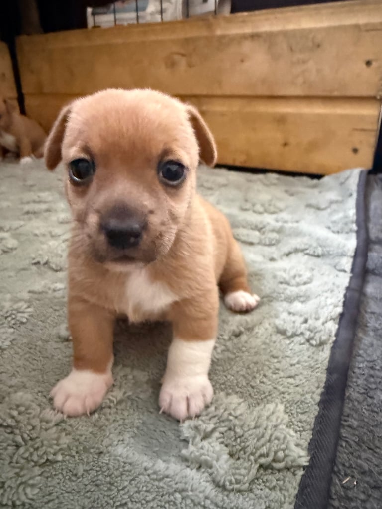 Miniature Jack Russell Pups