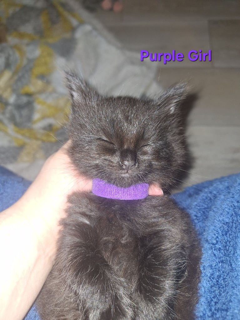 ** ALL RESERVED **5 fluffy black kittens with hints of grey