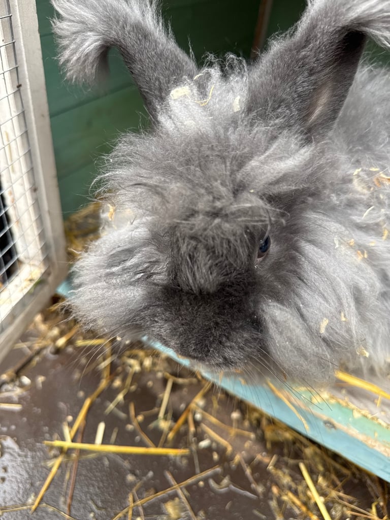 Rabbit for sale 