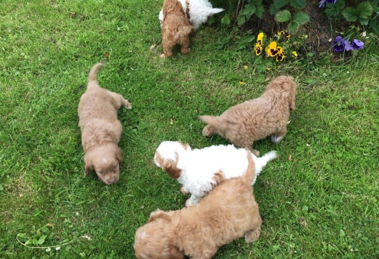 STUNNING HEALTH CHECKED CAVAPOO PUPPIES 