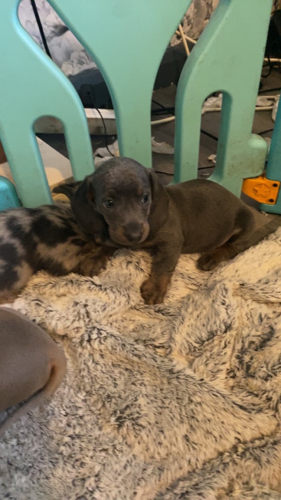 Dachshund puppies ready 20th novemeber 