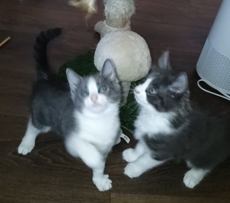 Ready now! Pair of kittens 