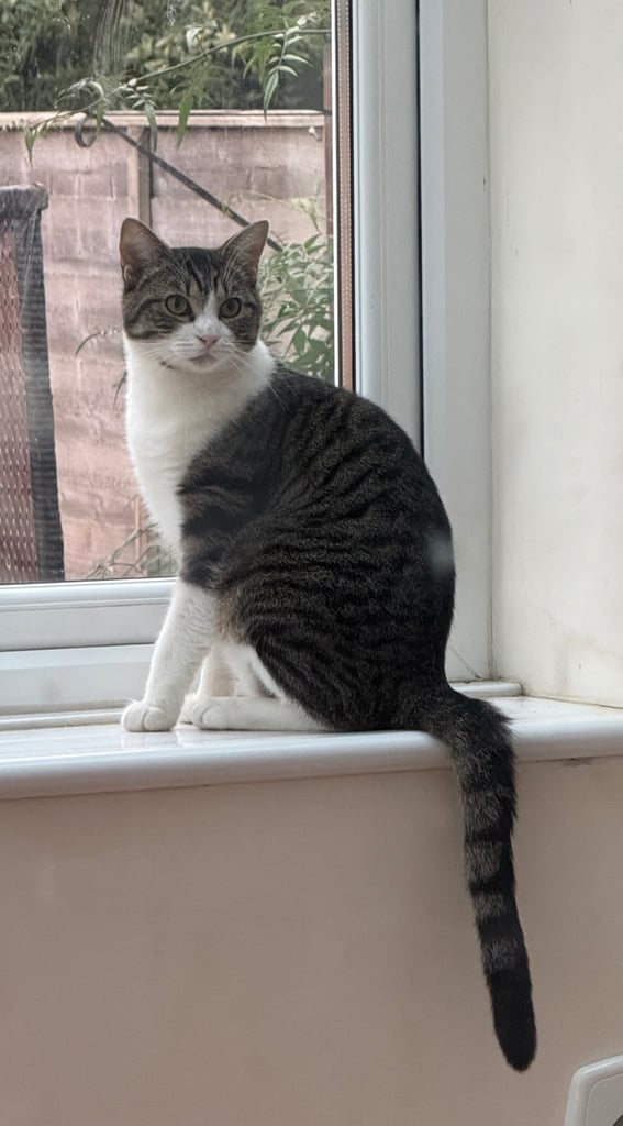 Ragdoll x male 