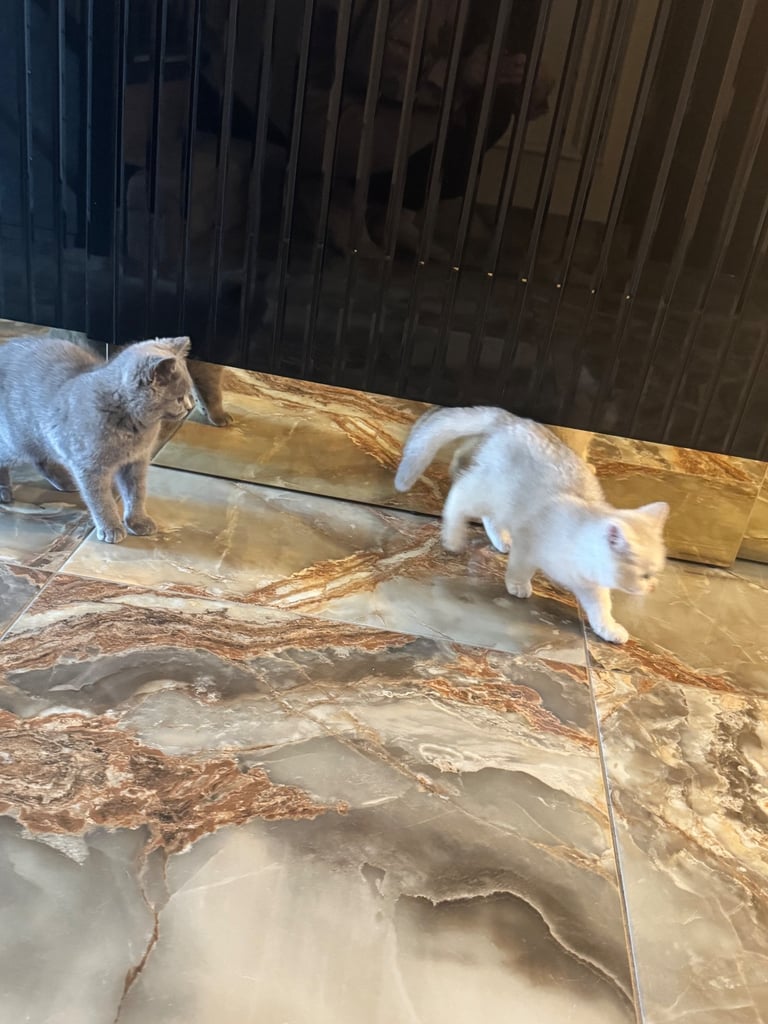 British shorthair kittens 