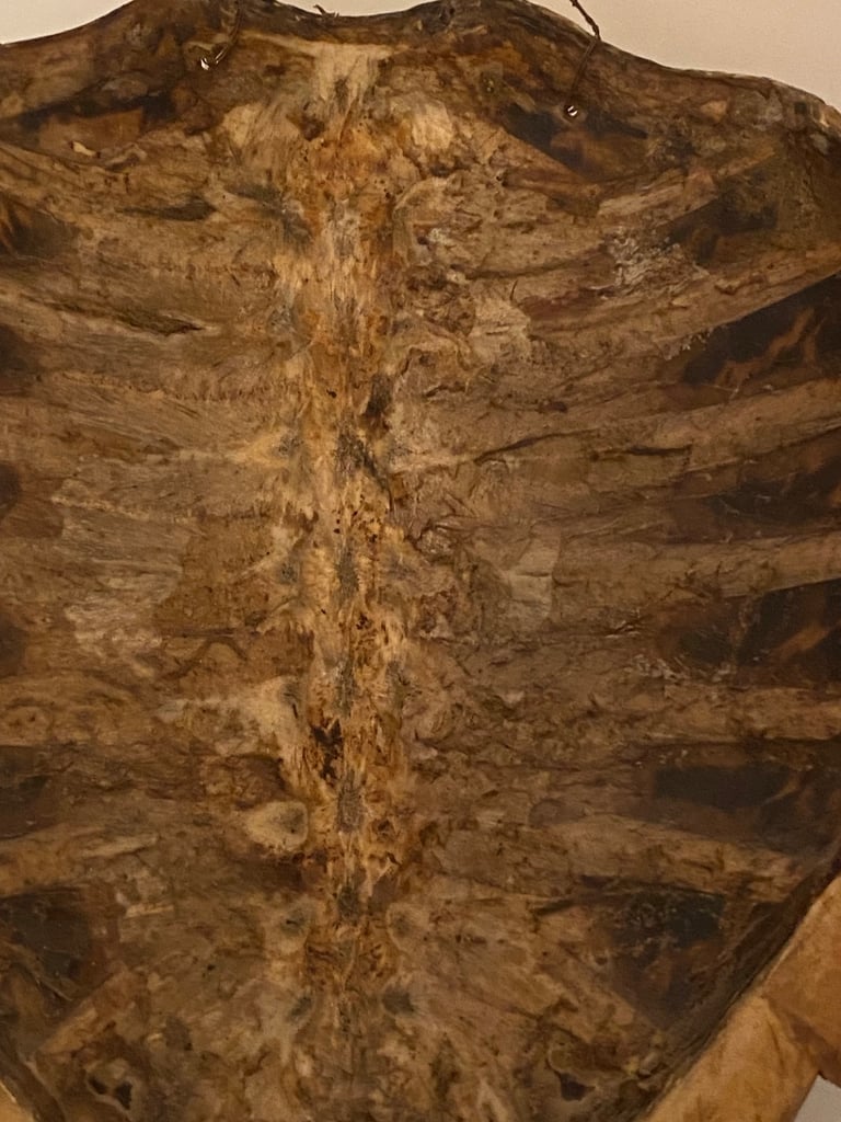 Vintage taxidermy shell